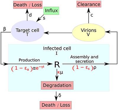 A Robust and Efficient Numerical Method for RNA-Mediated Viral Dynamics